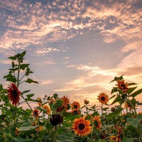 سیجل فقط واسه خودت