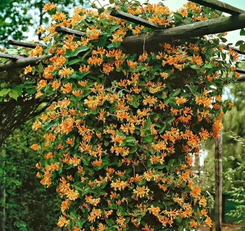 اهنگ تو گرفتار کردی منو بیمار کردی ببین چیکار کردی با دلم باز