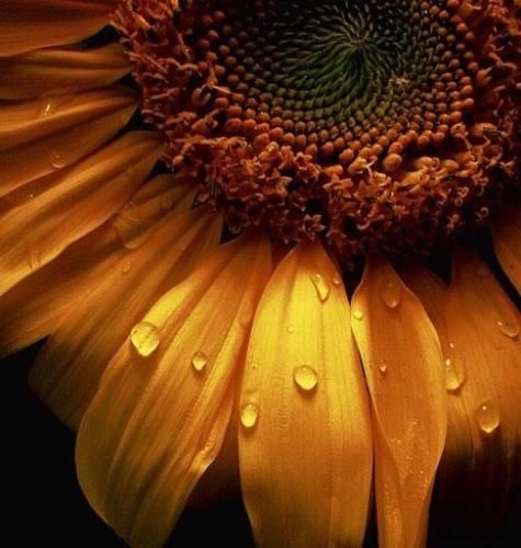 اهنگ شاید نشه برگشت ولی به یادتم من میست پشت خطم حال منو بد کرد