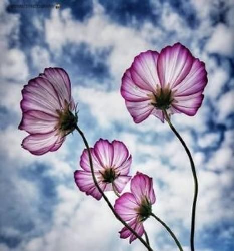 اهنگ نرو نرو من ميدم كنسليشو اگه بری پس میدم افتریشو