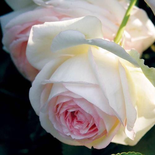 اهنگ رفتارات چیپ حرفاتم همشون فیکن وقتی نیستی اشکام همش میریزن