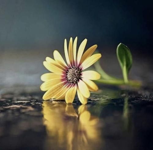 اهنگ دلم واست شده یه نقطه سمت کی رفته چه سرده فاصله هی میخواد روی مغزم