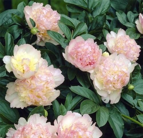 اهنگ ﻟﺒﺎﺱ ﺗﻮ ﺗﻮ ﺗﻦ ﻣﻦ ﻟﺒﺎﺱ ﻣﻦ ﺗﻮ ﺗﻦ ﺗﻮ ﭼﻨﺪ ﺳﺎﻟﻪ ﮐﻪ ﮔﺮﻩ ﺧﻮﺭﺩﻩ