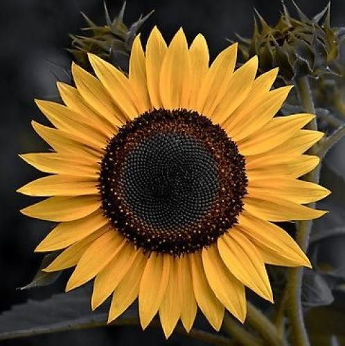 اهنگ زدم تو آسمون قید ستاره و ماهو شدی بالا چشم ابر ریخت