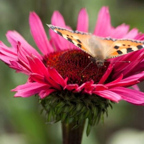 اهنگ تو میای جلو چشمام همش وقتی نیستی من حوصله ندارم