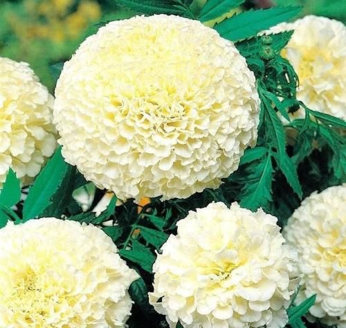 اهنگ من اینجا تنهام تو ولی بیس چاری بیرونی هر شب توی جاده رو ویسکی