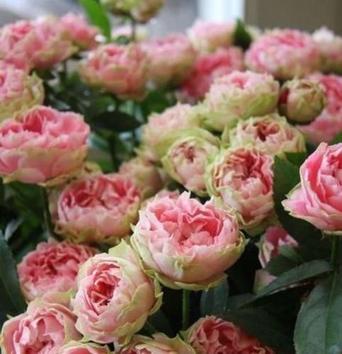 اهنگ همه چیم رو هواست بیا تکلیف این دل تنگو روشن کن نمیرم تا بیای