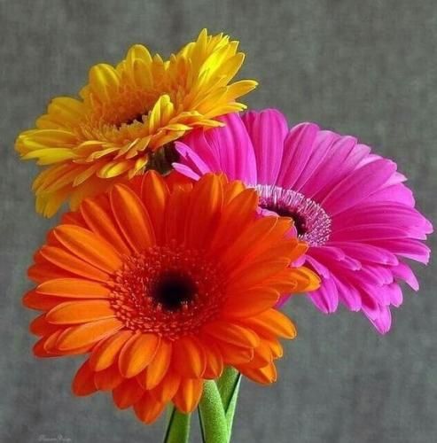 اهنگ من استثنام استثنام استثنایی از قلب یه خاندان که تحمیل میکرد بهت اجباری