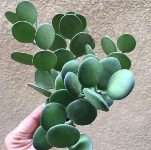 اهنگ همیشه حرف تورو میزنمو دیدنت حال میاره جیگرمو