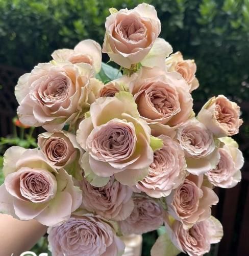 اهنگ دیگه بسمه قول داده بودم باشم هستمت سر تو کلی حرفا پشتمه