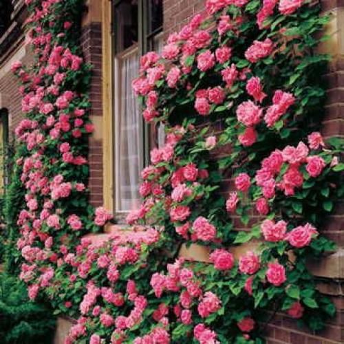 اهنگ همیشه اونی که بی رحمه برندس بیا خونه شهر پر گرگ درندس