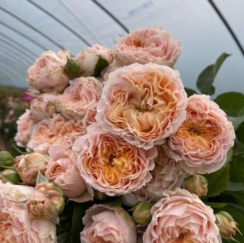 اهنگ حال و هوای سرد من تا همچون مه عاشق بنوازد بنوازی ساز عشق