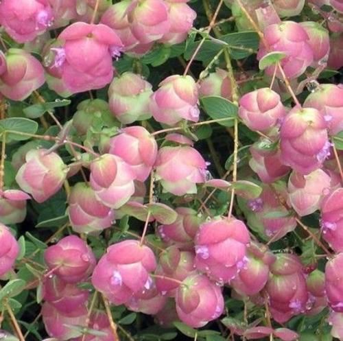 فرشاد مرادی به جان چشات دیوانه بازیات بد شری دستم داد بگو ومه