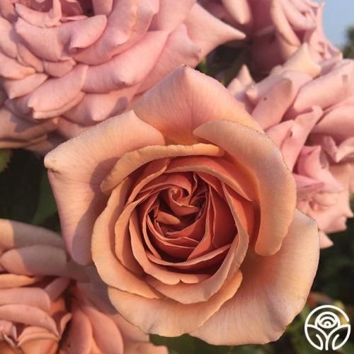 اهنگ من یه تخته سنگم که تو فقط میتونی نرمم کنی من میشم کولاک و بهمن