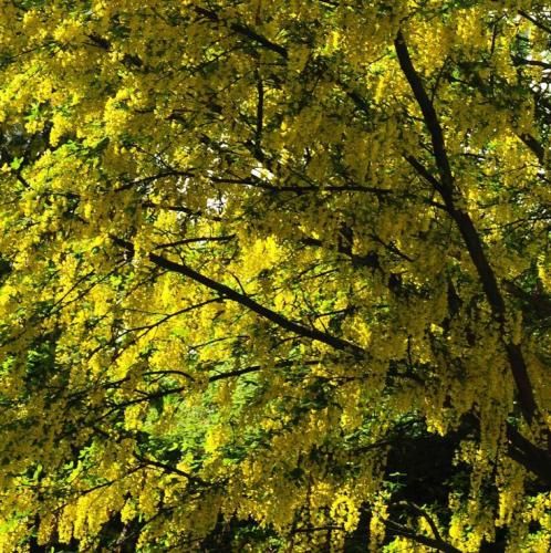 اهنگ نشد بیام محکم تر از قبل دستتو بگیرم جوری که حقته برات بمیرم