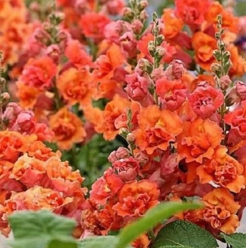 اهنگ به مرگ گرفتیم که به تب راضیشم تورو با کل قلبم میخواستم