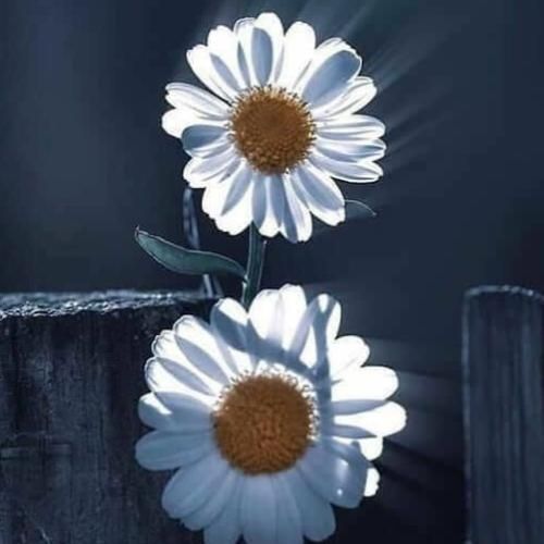  کل ای شهر حسود عشق منو تو بین بسمه لش وبان ای تخته