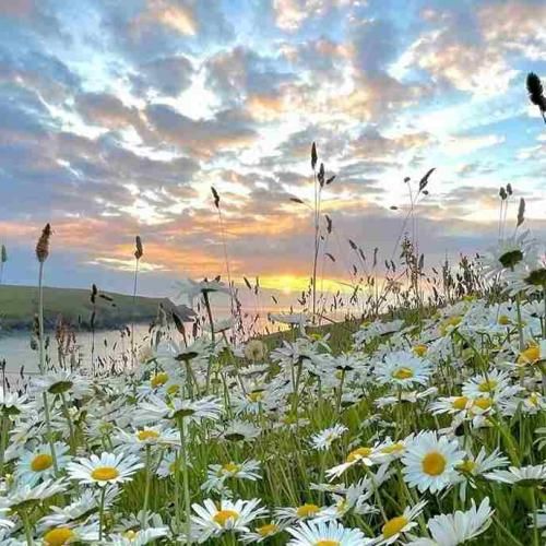 تو چرا دروغ گفتی رفتی بی وفا خدارو قسم دادی