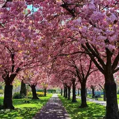 میگفتی تویی ک با من همزبونی میگفتی بخدا