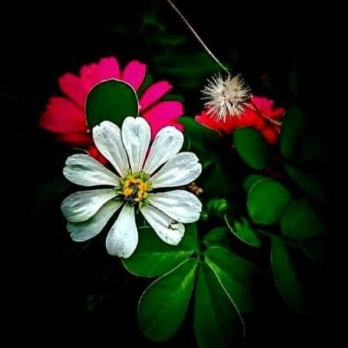  منم سرگشته حیرانت ای دوست با صدای سینان پسر اینستایی