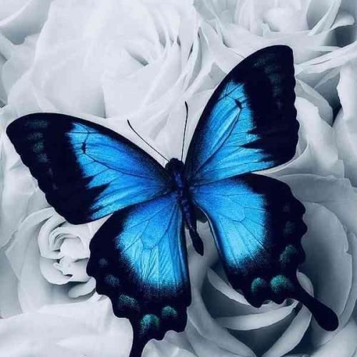  فرمانروای قلب من بودی کاشکی نمیرفتی به این زودی