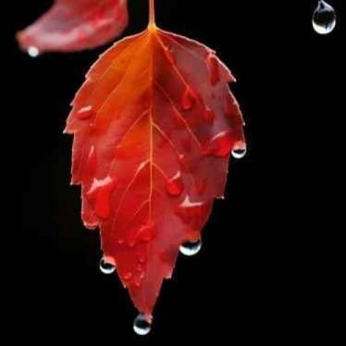 آبروت رو حراج میزنم توی دیجی کالا