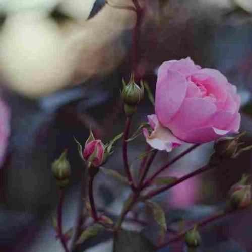  من همیشه مستم روزامو نمیکم سپری اینقدر میخورم