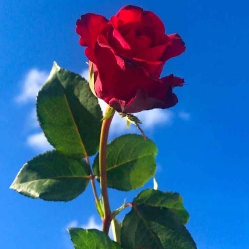  قلبم هابان صد بیبی خشک شد اون پیک تو دستت