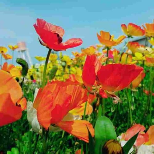 از اون گوشه ی دنیا به این گوشه رسیدم