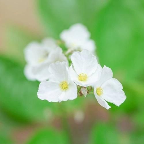 اینا تلخن انصافا اما کردم بهش عادت