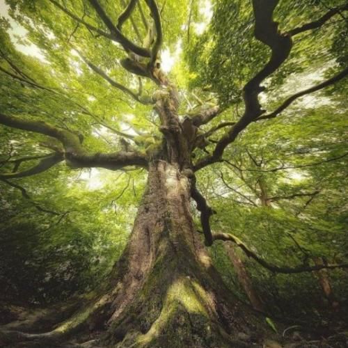 شیک میشه جمله میره لای پیپر