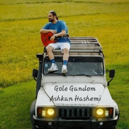 اشکان هاشمی گل گندم