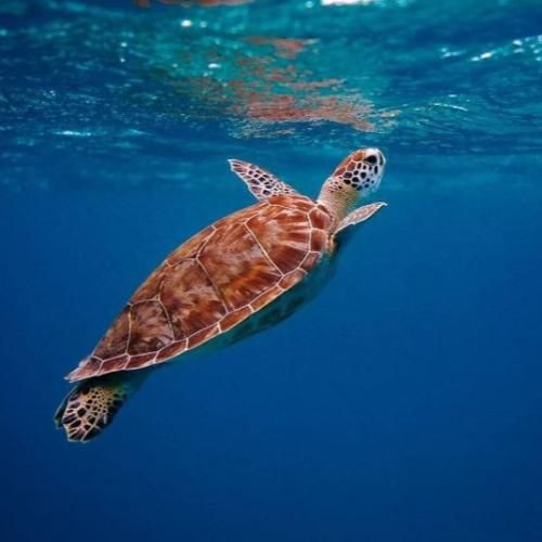 ببین مسیرم اصن با کپ جداست یه روز بمون