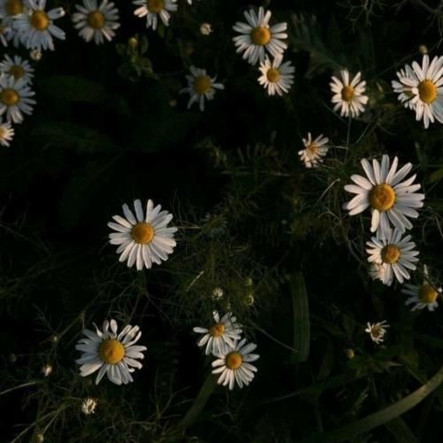 امشب شده ول بشو تو بغلم ول بشو