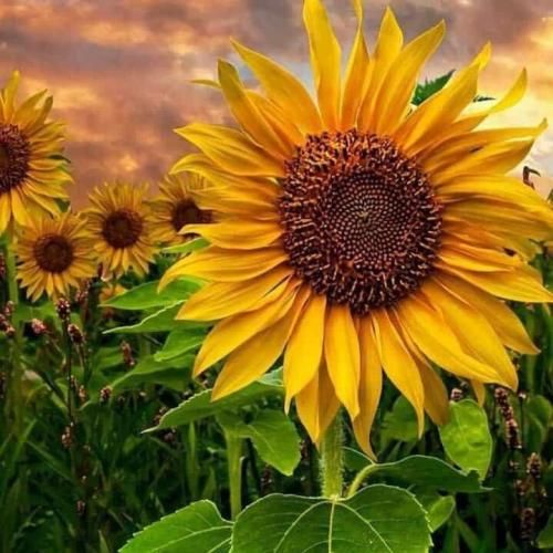 ببین قلبو خیلی آلودته دست من نیست دلم