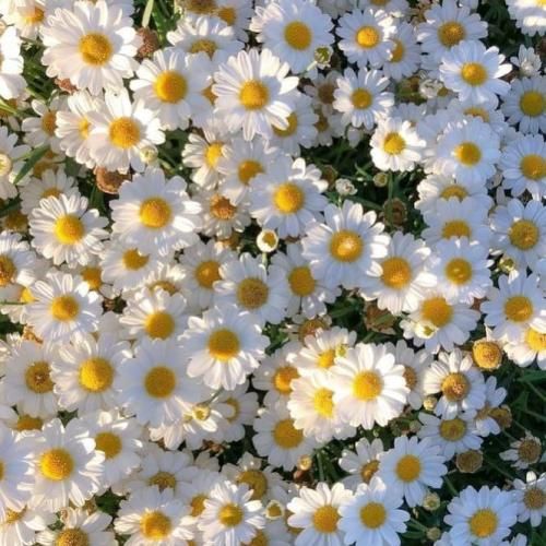 پر یه درمو دونم دردمه دونی میکس اینستایی