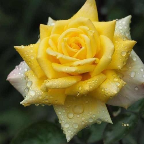 یار قسم خورده یه روز دیدم شده غریبه