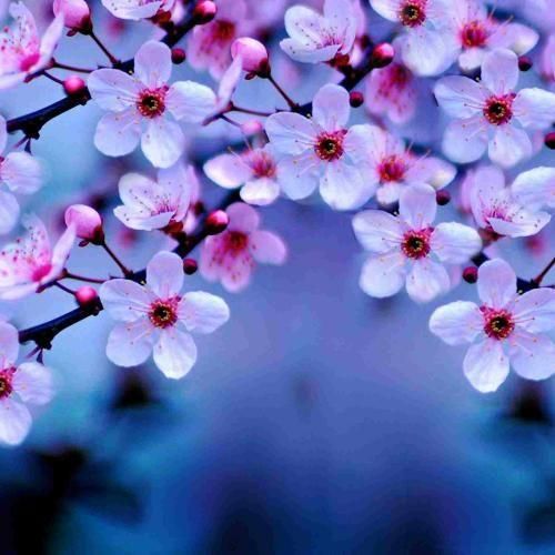 اگه دل تو با اونه برو نمیخام دیگه باشی با من