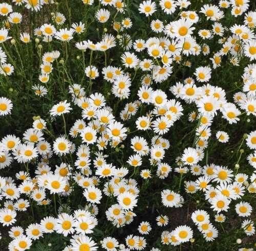 دانلود ریمیکس من دلم بارونو خواست بارون دلم خواست ریمیکس