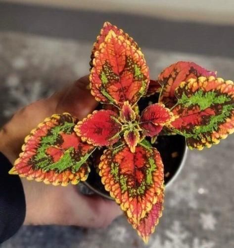 دانلود آهنگ بیا منو بغل کن دلم گرفته یه کم نازمو بکش اصلا تو