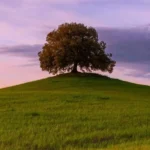 دانلود آهنگ جدید وای از دستت دیوونگیام رو تو گل میکنه